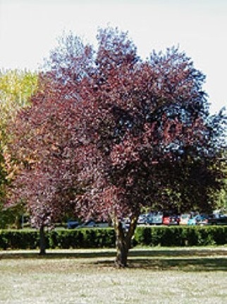 Cerisier de Virginie Schubert