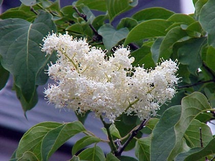 Lilas japonais