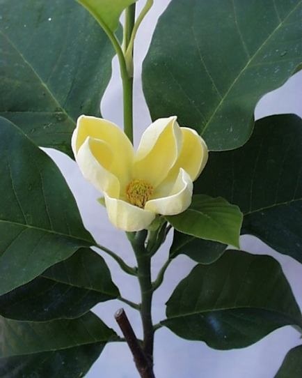 Magnolia Yellow bird