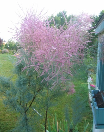 Tamarix pink cascade