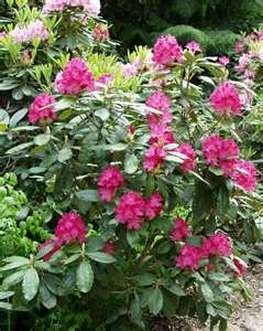 Rhododendron Hellikki