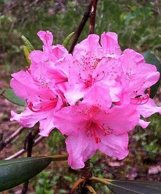 Rhododendron finlandais Haaga /PGM compacta
