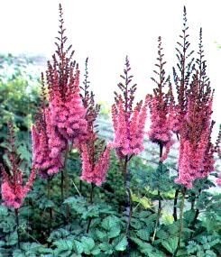 Astilbe x. arend. fanal