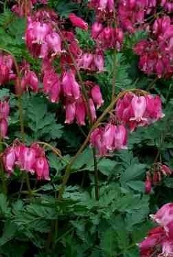 Dicentra form luxuriant
