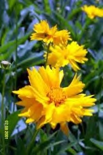 Coreopsis  gr. sunray