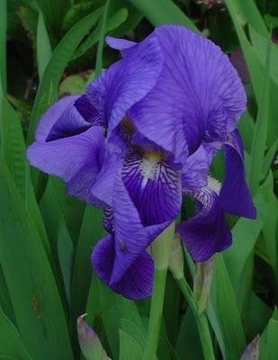 Iris germanica (bleu)